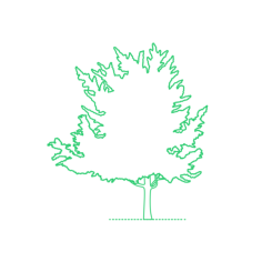 Plants Deciduous Trees Ginkgo Maidenhair Tree Sketch Drawing Svg, Free Vectors File